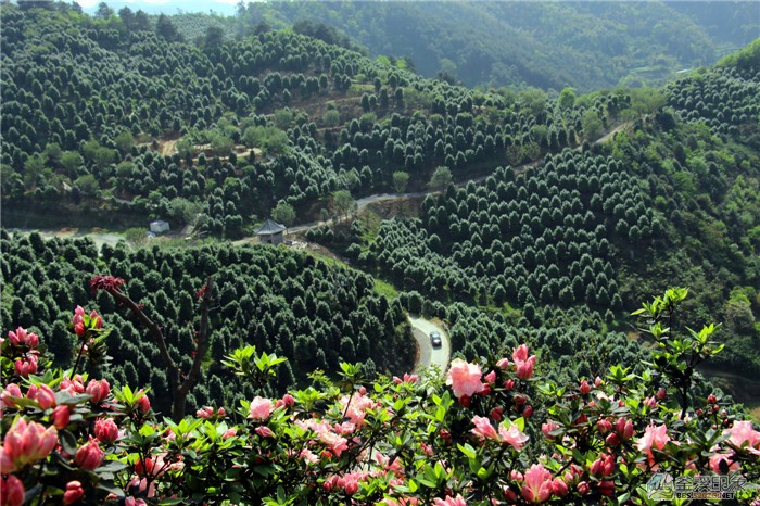 优秀奖-《鲜花遍地开》陶冶.jpg